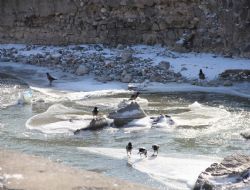 Oltu Çayı buzla kaplandı